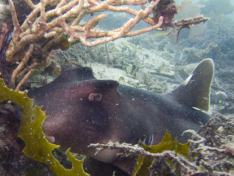 port jackson shark