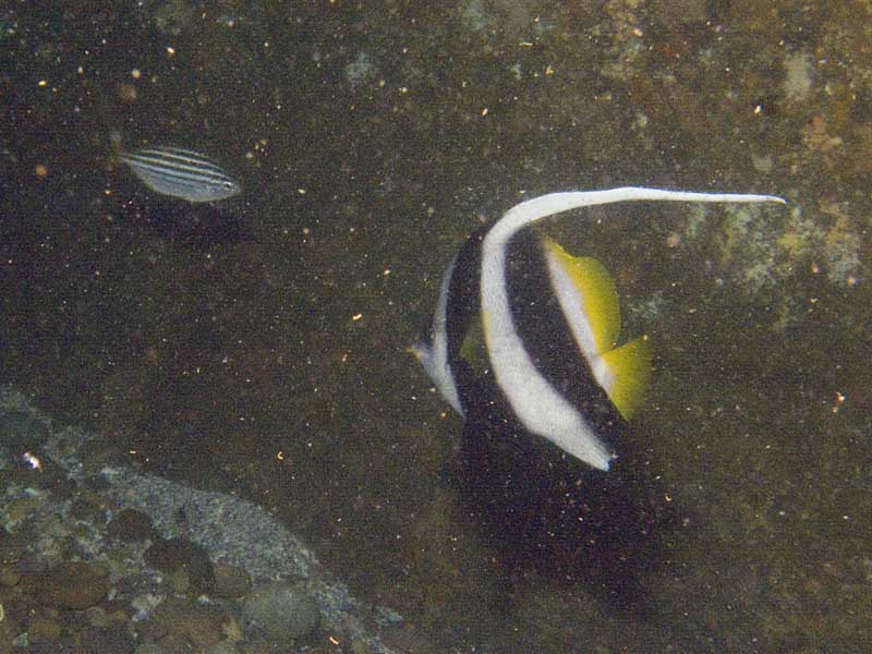 long fin bannerfish