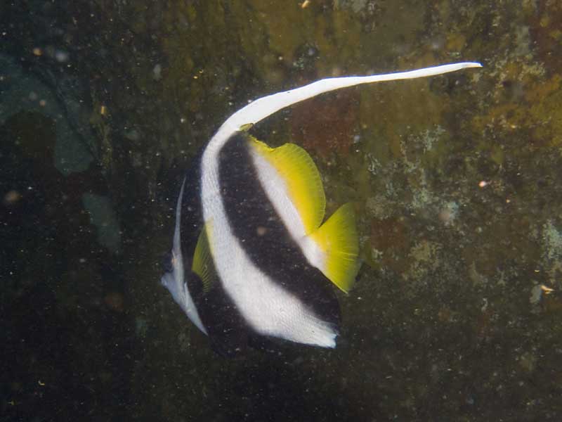 long fin bannerfish