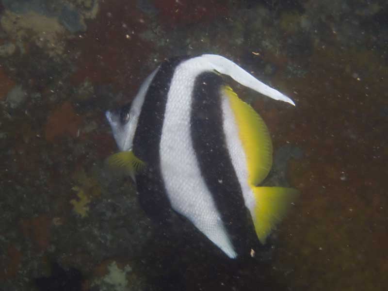 long fin bannerfish