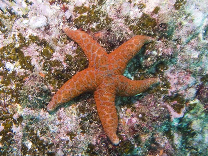 sea star