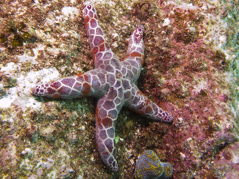 sea star