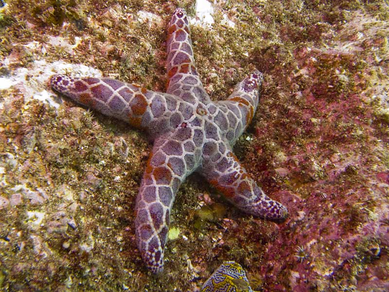 sea star