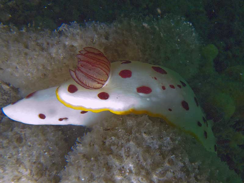 splendid chromodoris