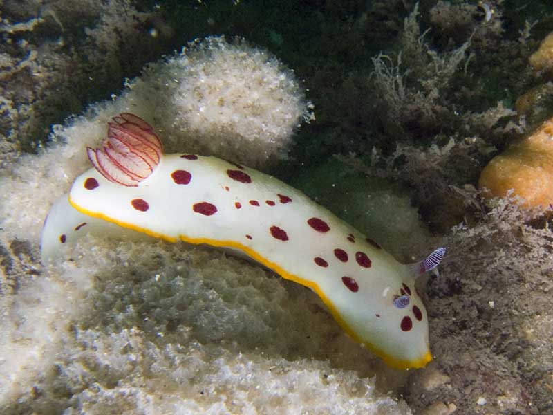 splendid chromodoris