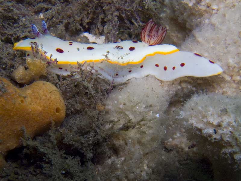 splendid chromodoris