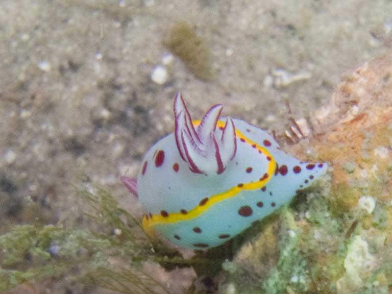 bennetts chromodoris