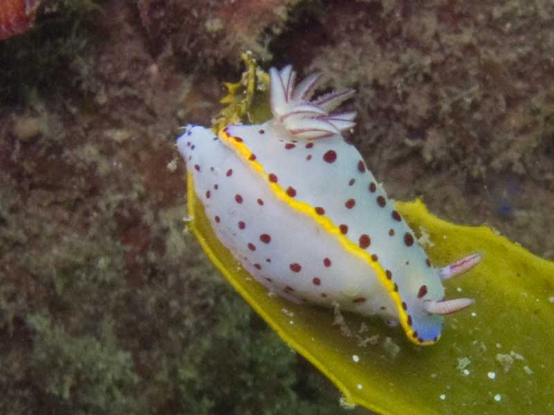 bennetts chromodoris