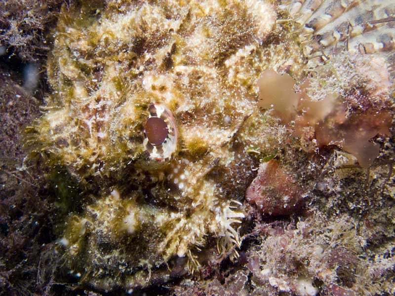 scorpion fish