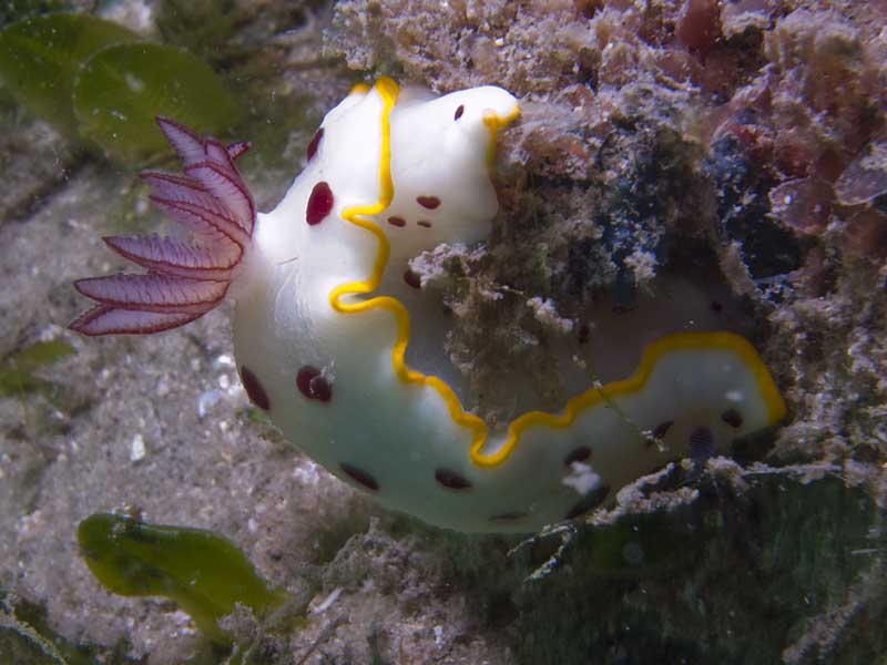 splendid chromodoris