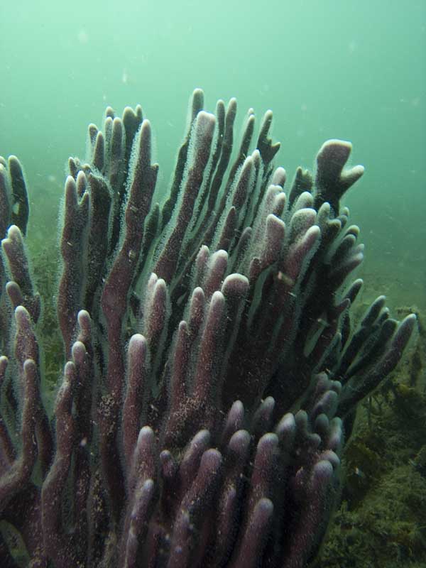 purple finger sponges