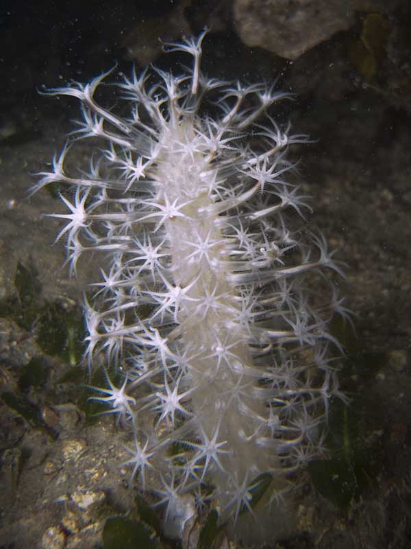 sea pen