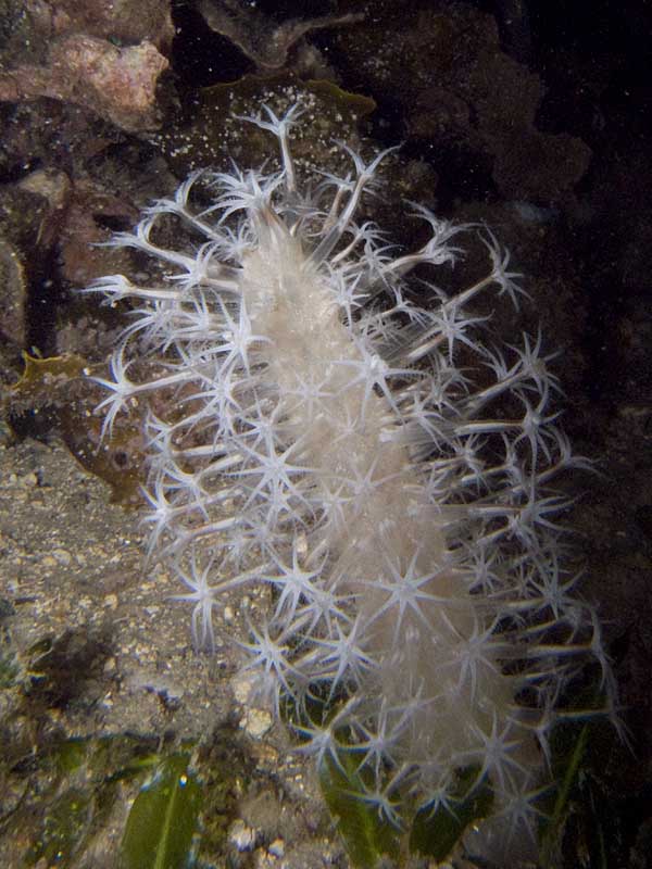 sea pen