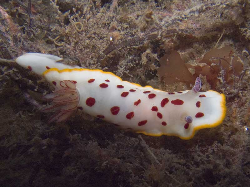 splendid chromodoris