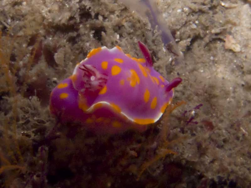 sweet chromodoris