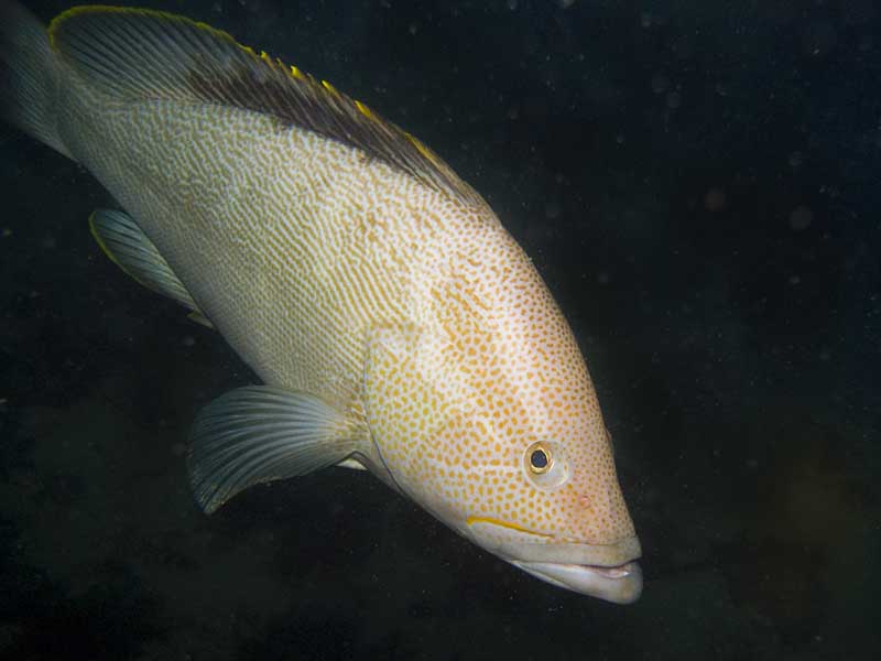 scribbled rock cod