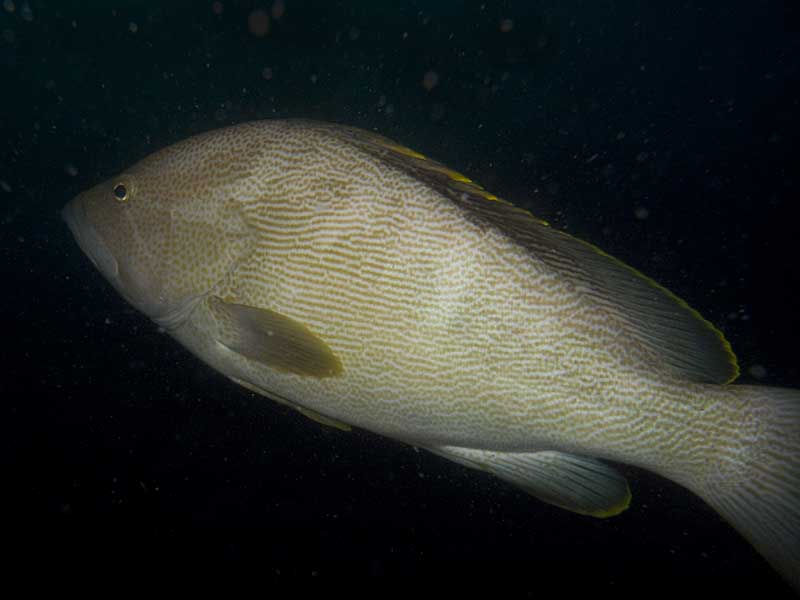 scribbled rock cod