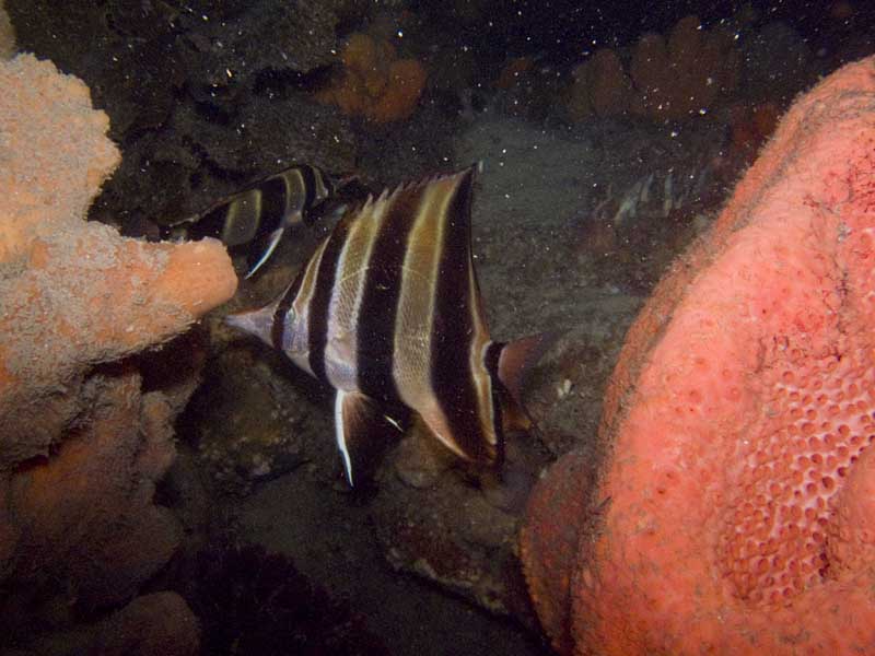 truncate coralfish