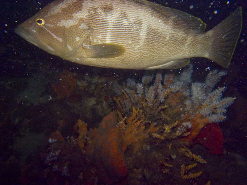 scribbled rock cod