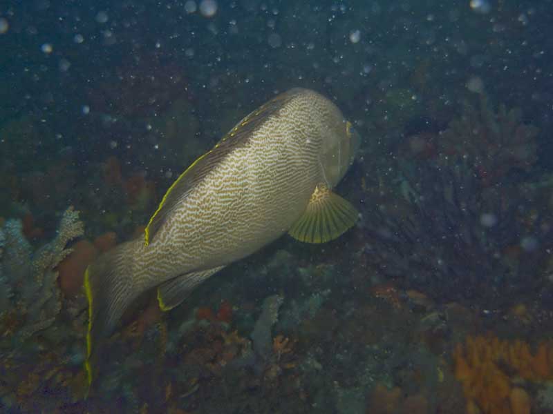 scribbled rock cod