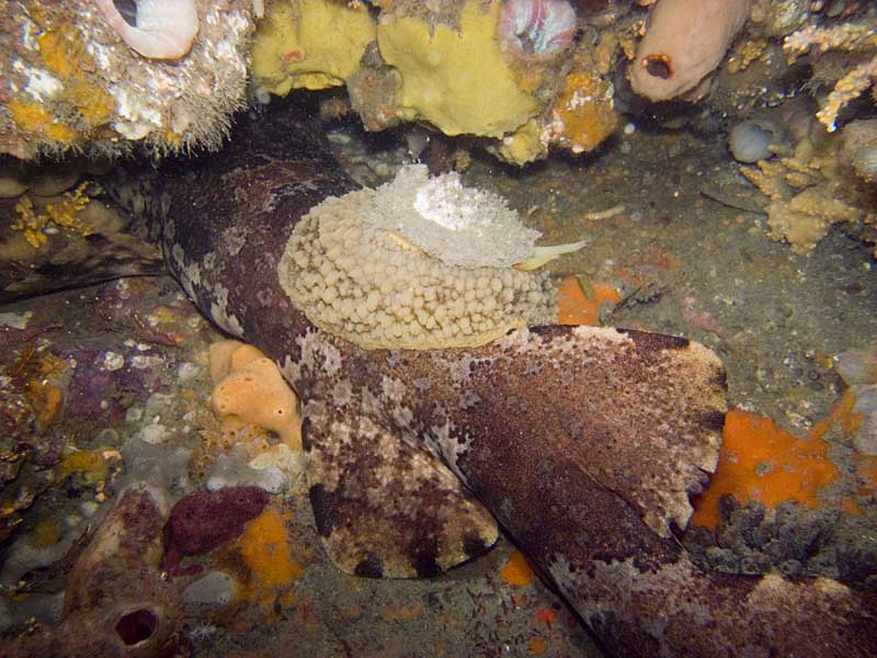 wobbegong