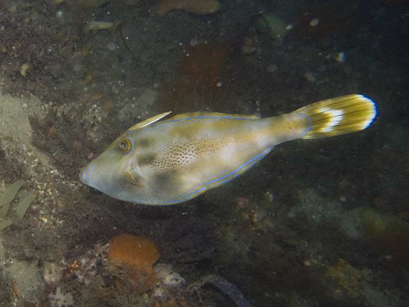 leatherjacket