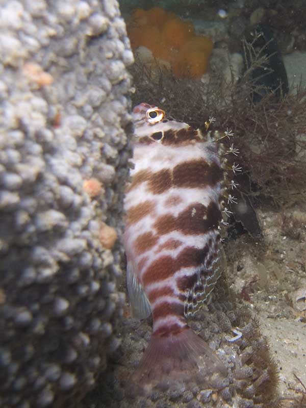 hawkfish