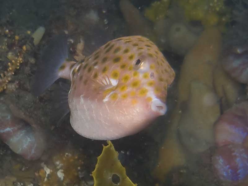 boxfish