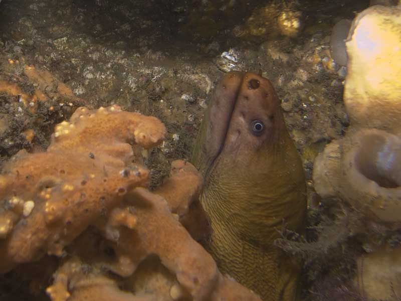 moray