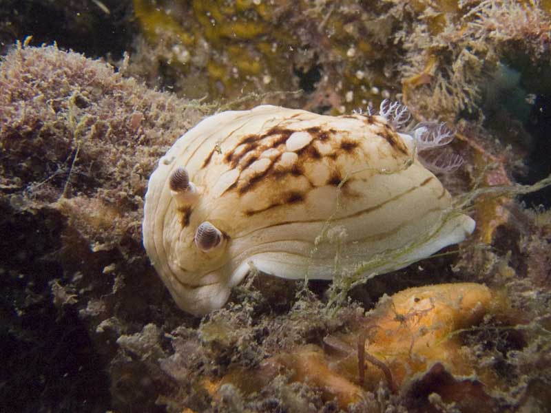 variable dorid