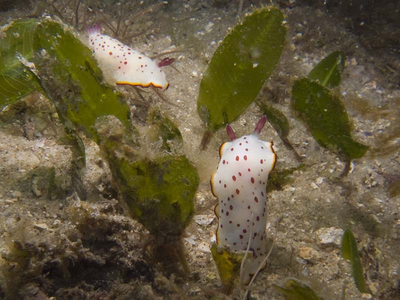 daphne's chromodoris