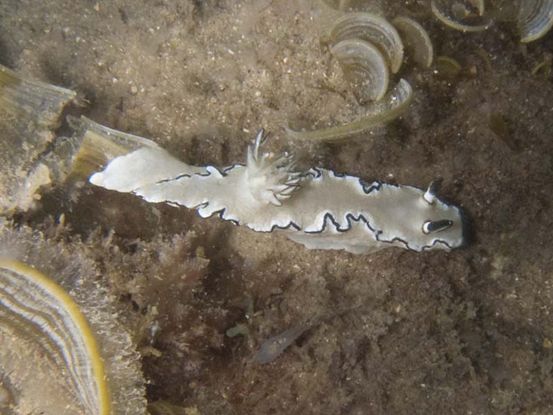 black margined glossodoris