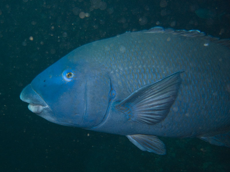 blue groper