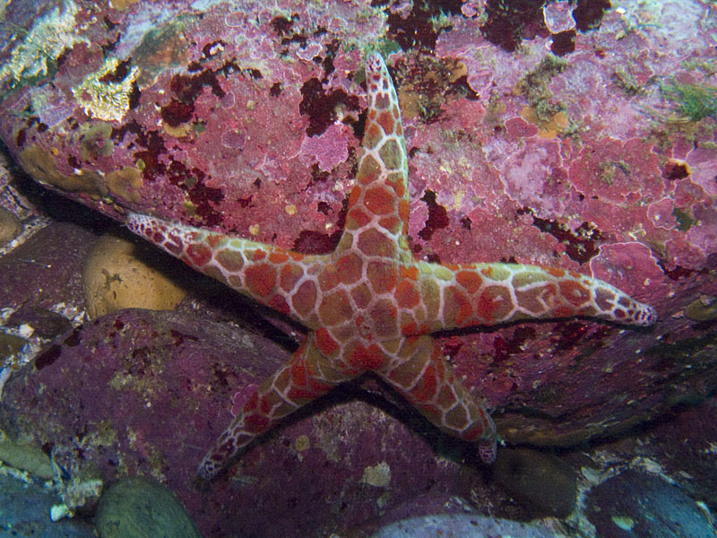 sea star