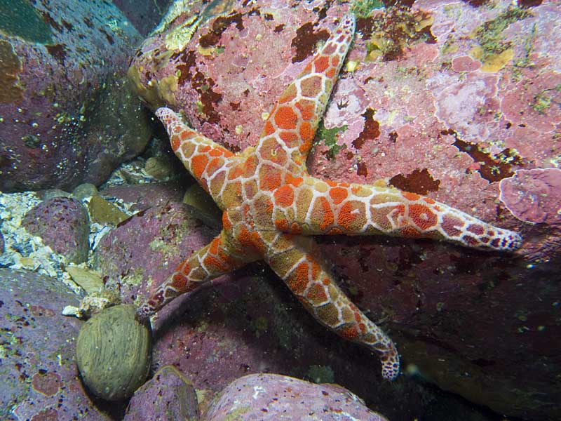 sea star