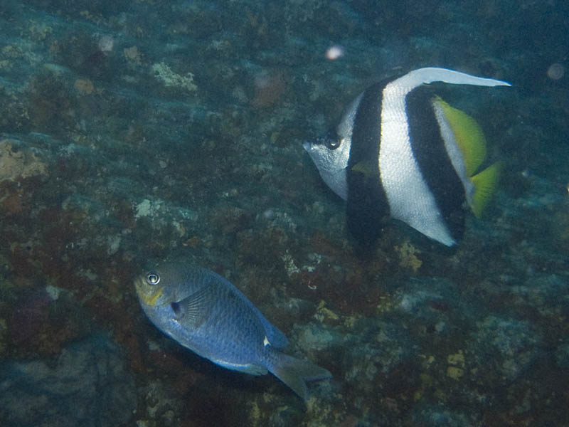 long fin bannerfish