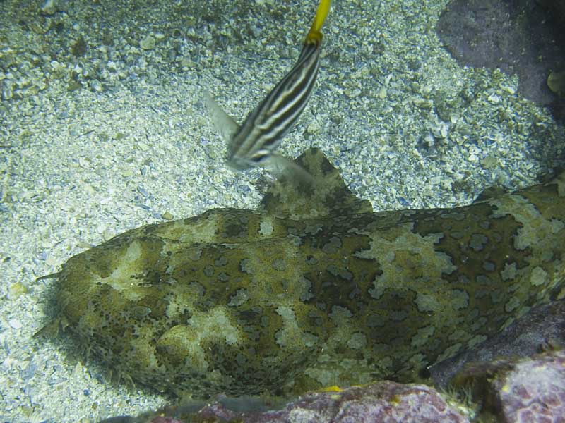 wobbegong