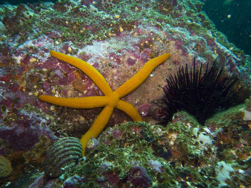 sea star