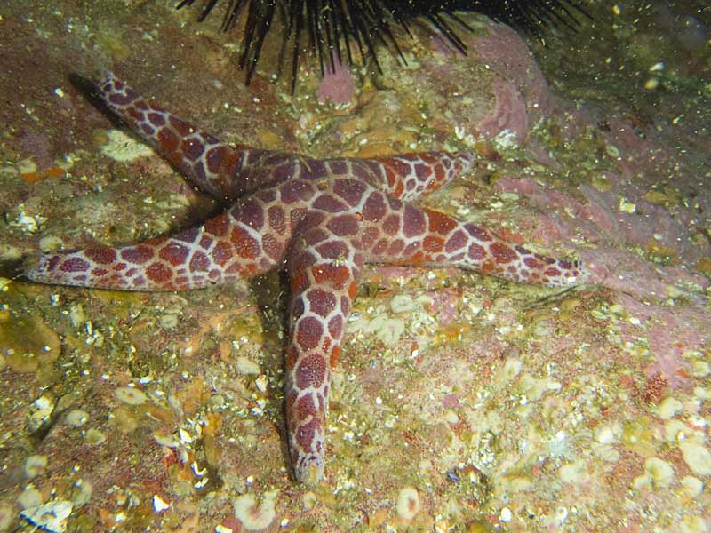 sea star