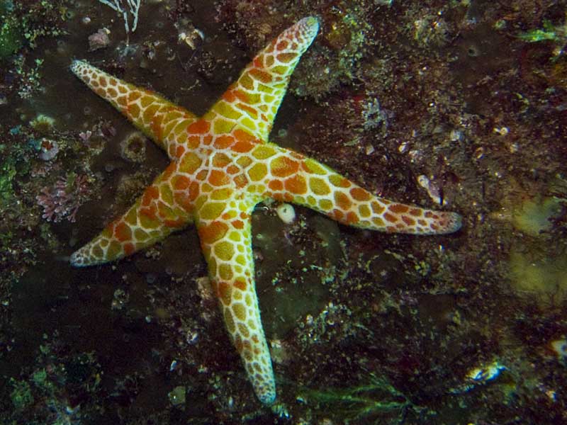 sea star