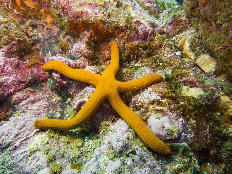 sea star