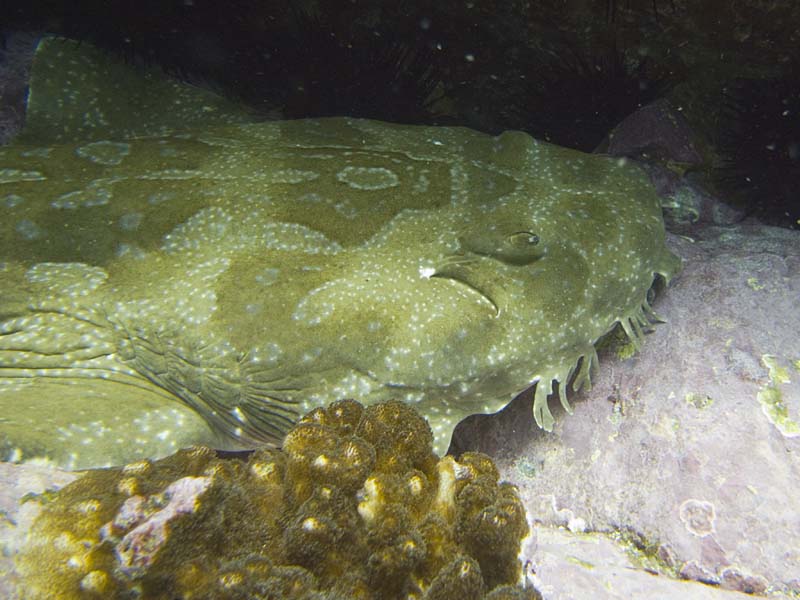 wobbegong