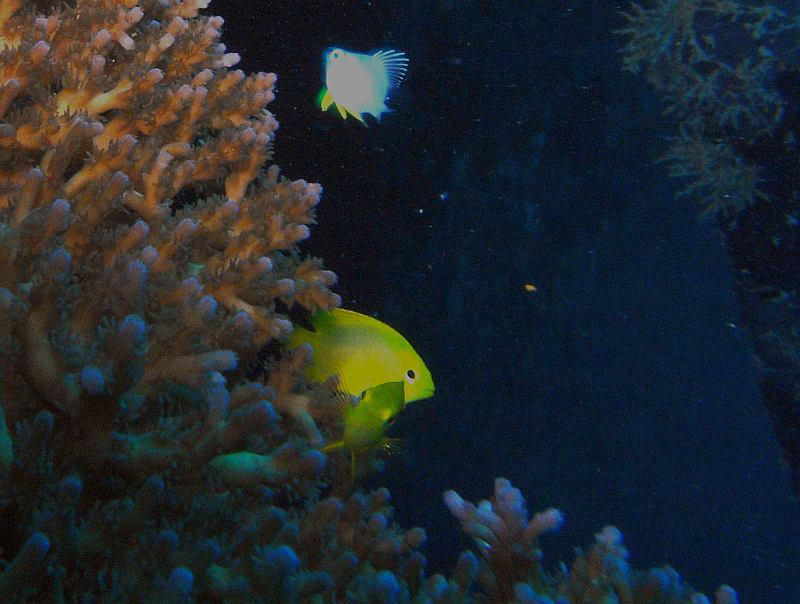 fish and coral