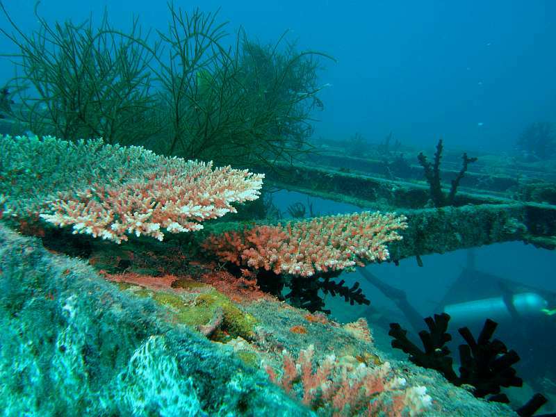 coral on wreck