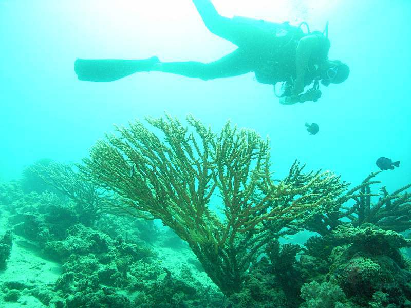 diver over coral