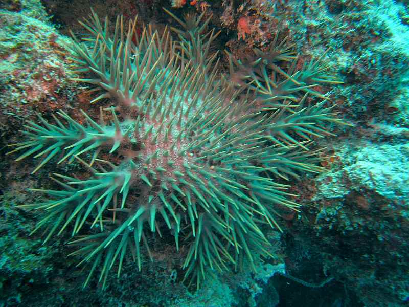 crown of thorns sea star