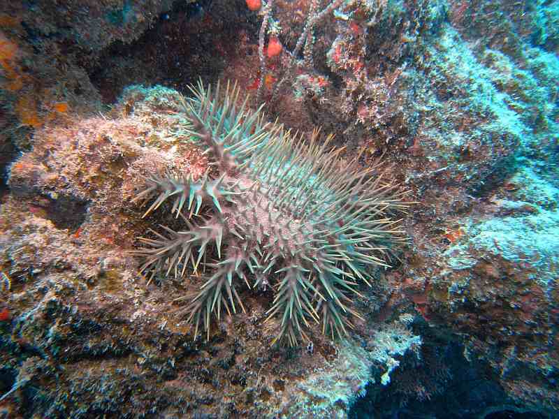 crown of thorns sea star