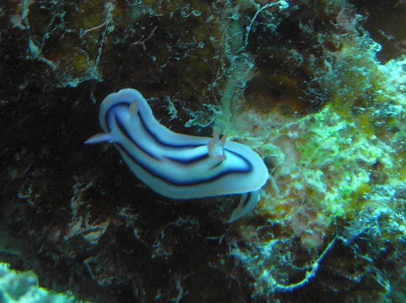 nudibranch