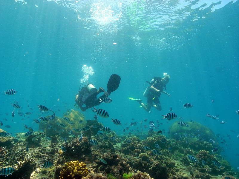 divers, fish, coral