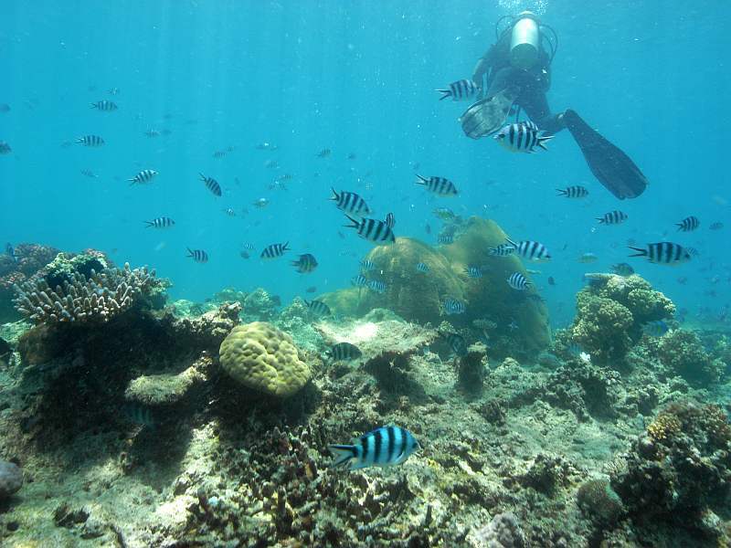 diver, fish, coral